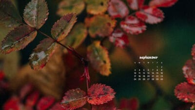 September 2023 wallpapers – 45 FREEBIES for desktop & phones!