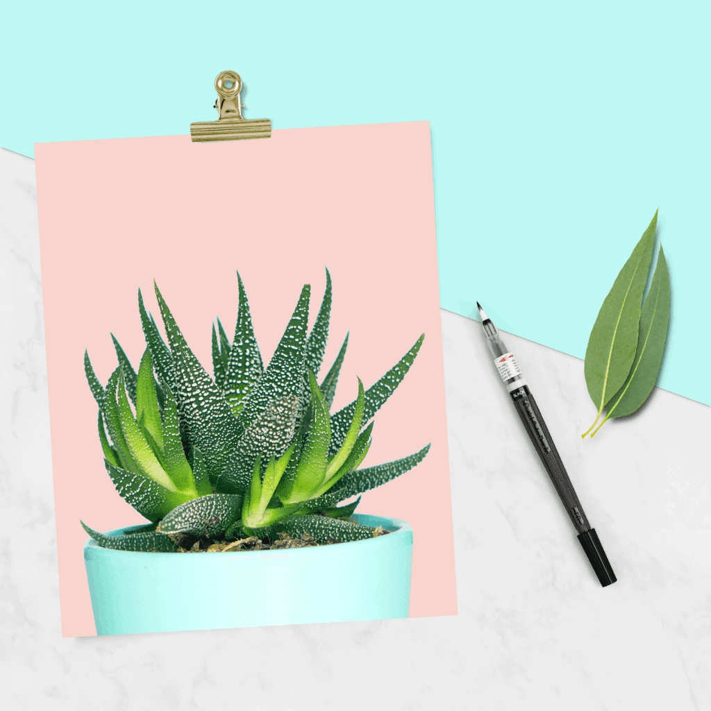 Cactus Wallpaper 52 images